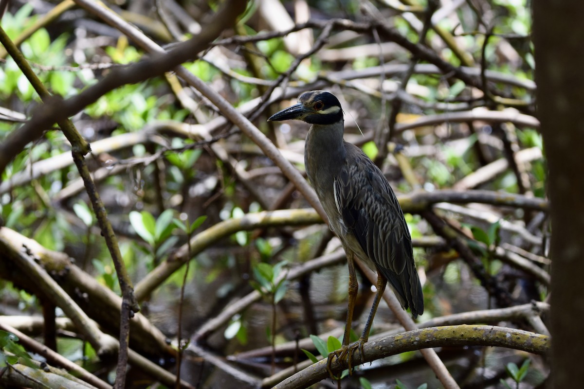 Yellow-crowned Night Heron - ML638920302
