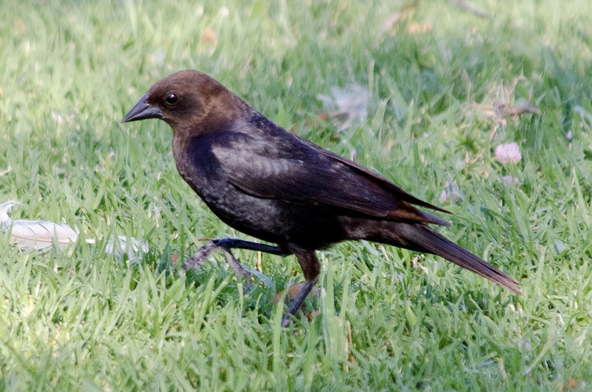Brown-headed Cowbird - ML638920314