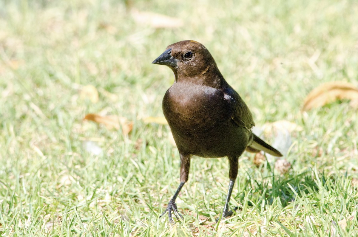 Brown-headed Cowbird - ML638920315