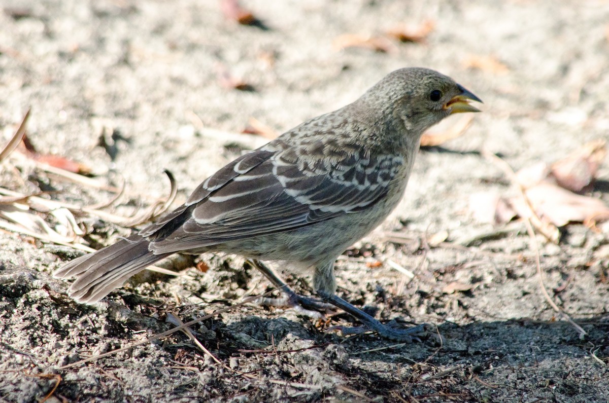 Brown-headed Cowbird - ML638920316
