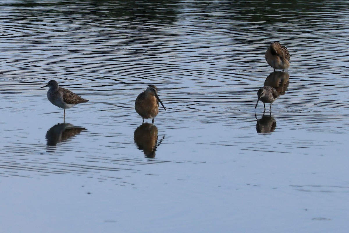 Short-billed Dowitcher - ML638920332