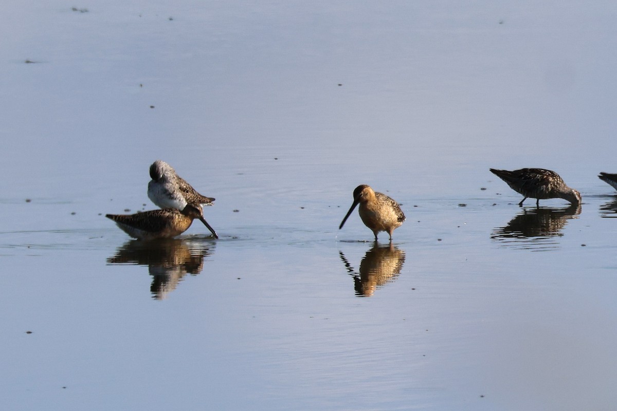 Short-billed Dowitcher - ML638920333