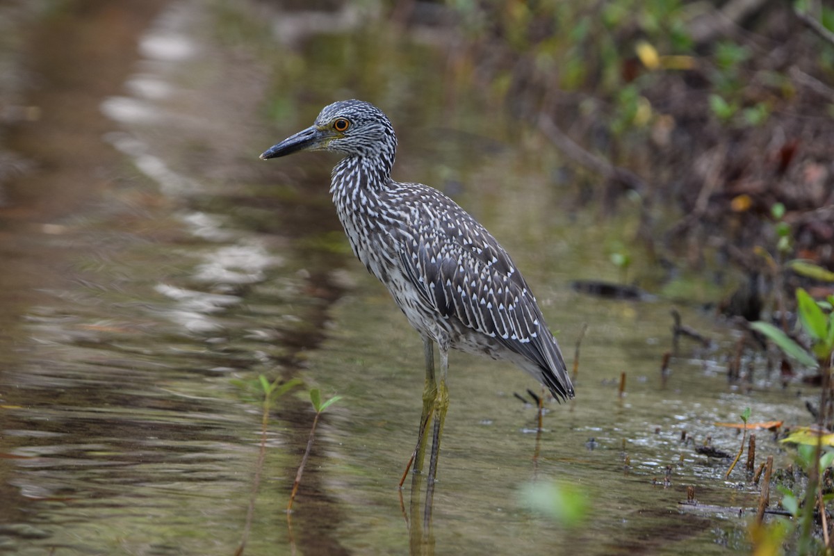 Yellow-crowned Night Heron - ML638920338