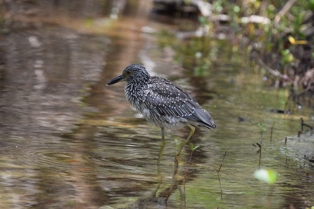 Yellow-crowned Night Heron - ML638920362