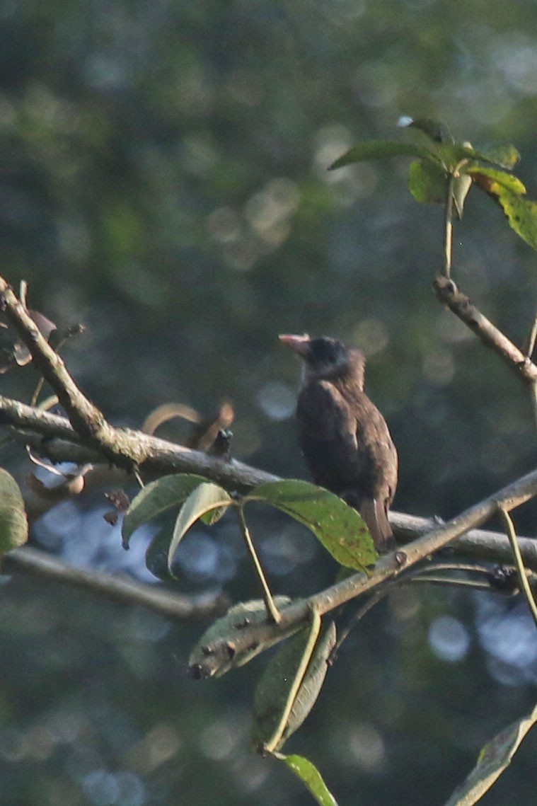 Naked-faced Barbet - ML638920364