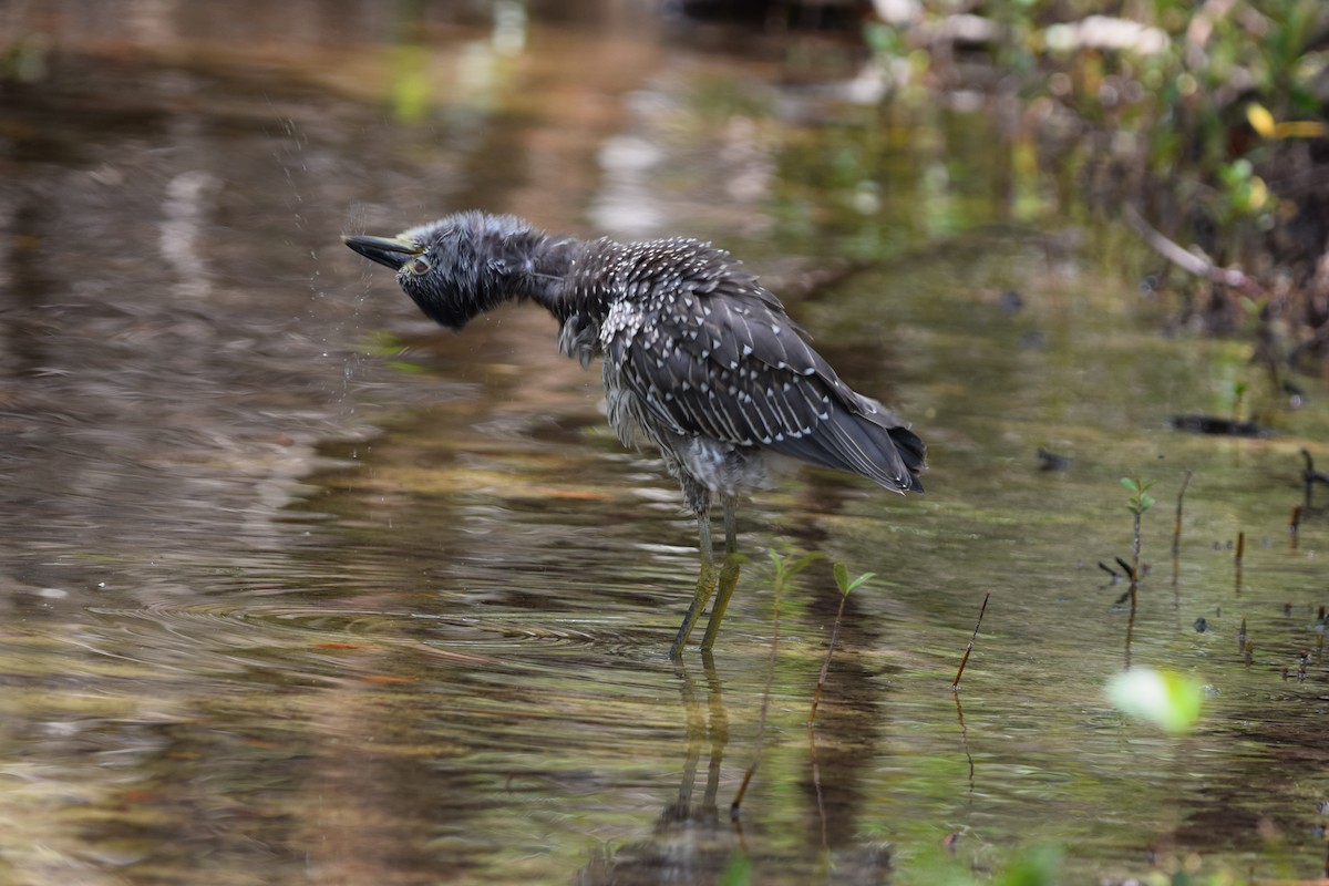 Yellow-crowned Night Heron - ML638920366