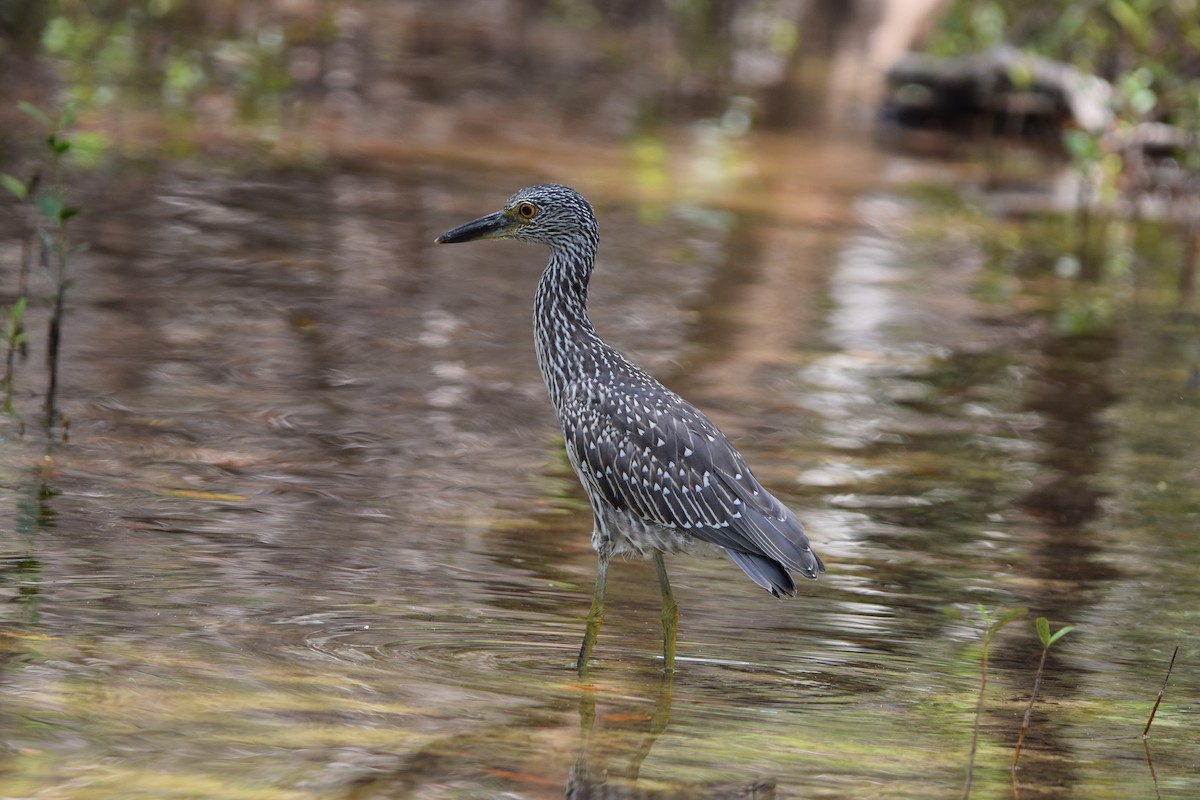 Yellow-crowned Night Heron - ML638920368