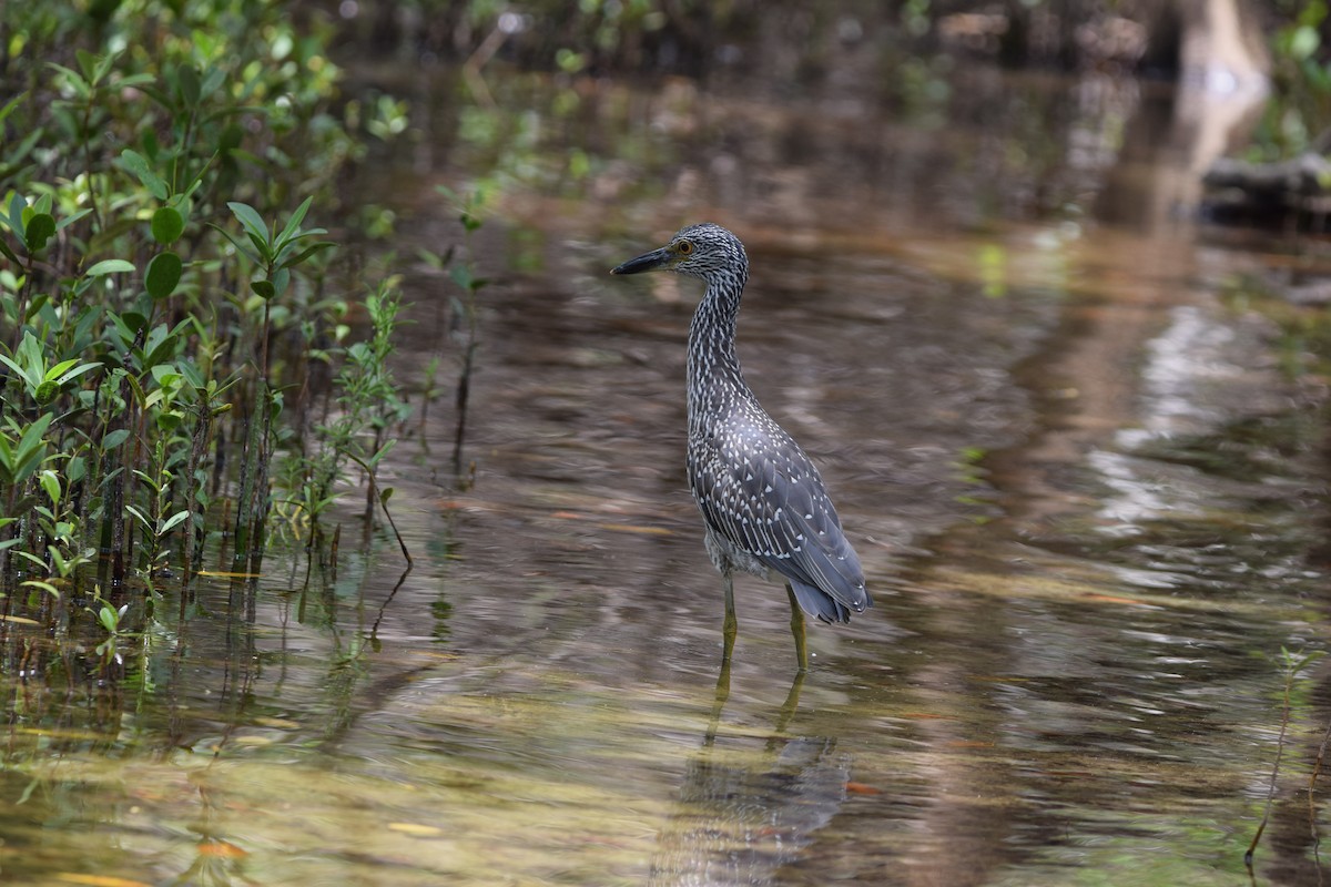 Yellow-crowned Night Heron - ML638920377