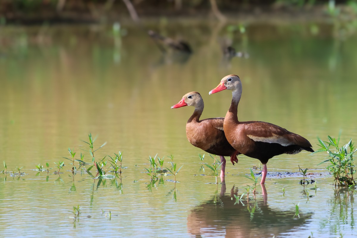 Black-bellied Whistling-Duck - ML638920433