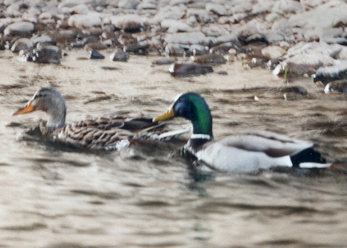 Зэрлэг нугас - ML638920437