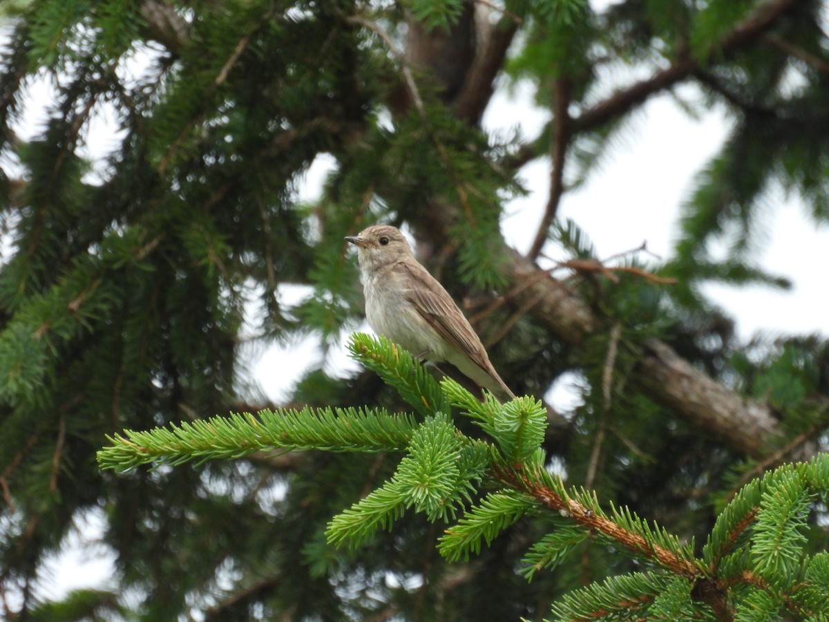 Gobemouche gris - ML638920438