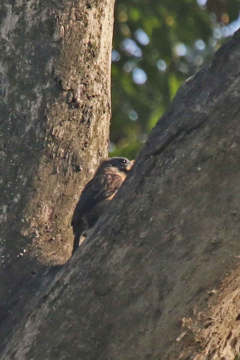 Naked-faced Barbet - ML638920442