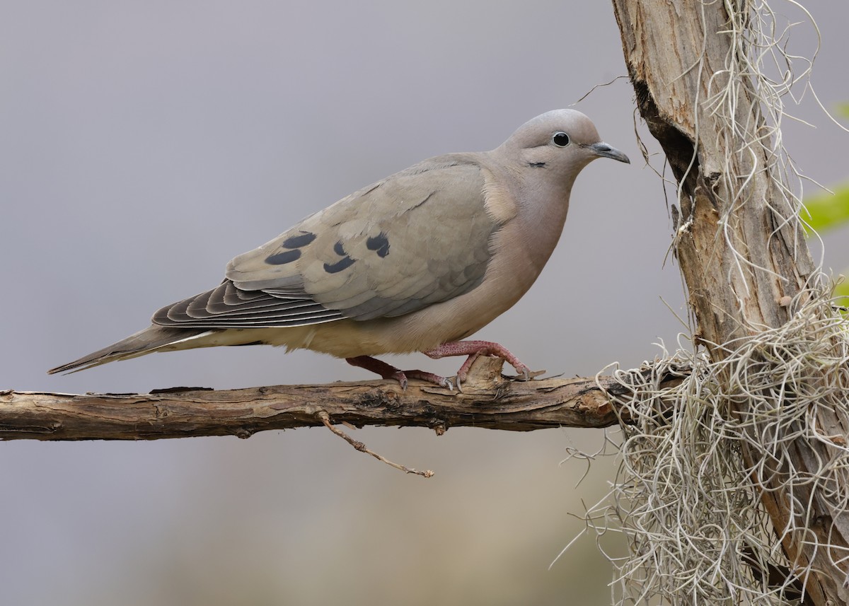 Eared Dove - ML638920443