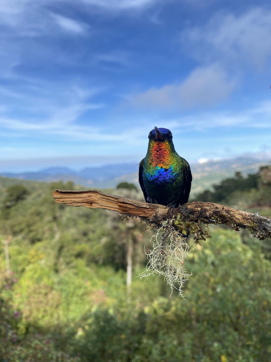 Fiery-throated Hummingbird - ML638920449