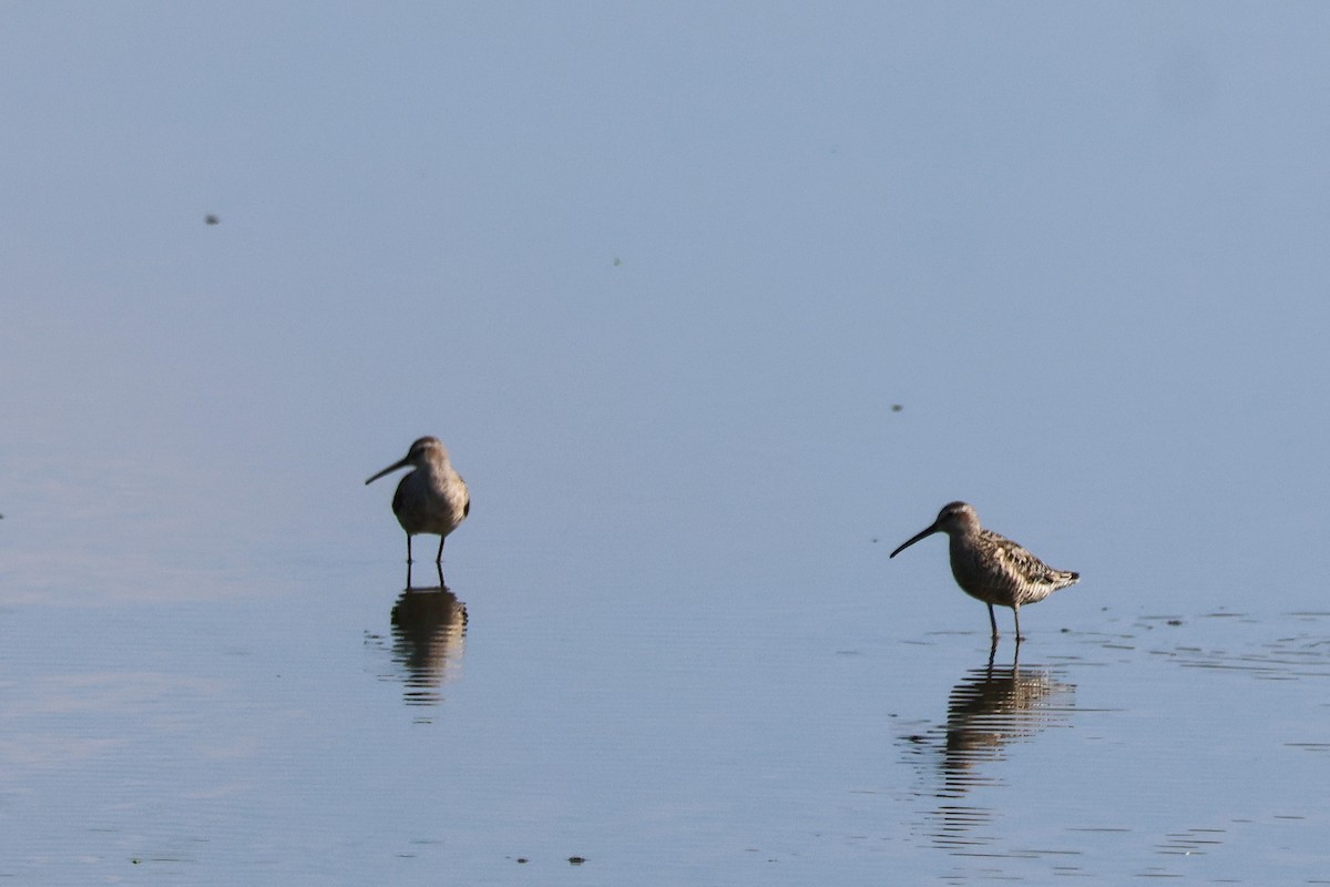 Stilt Sandpiper - ML638920474