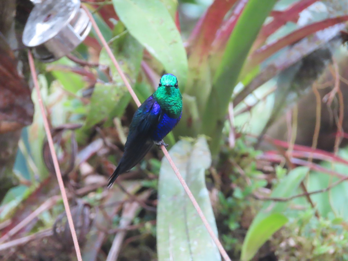 Crowned Woodnymph - ML638920511