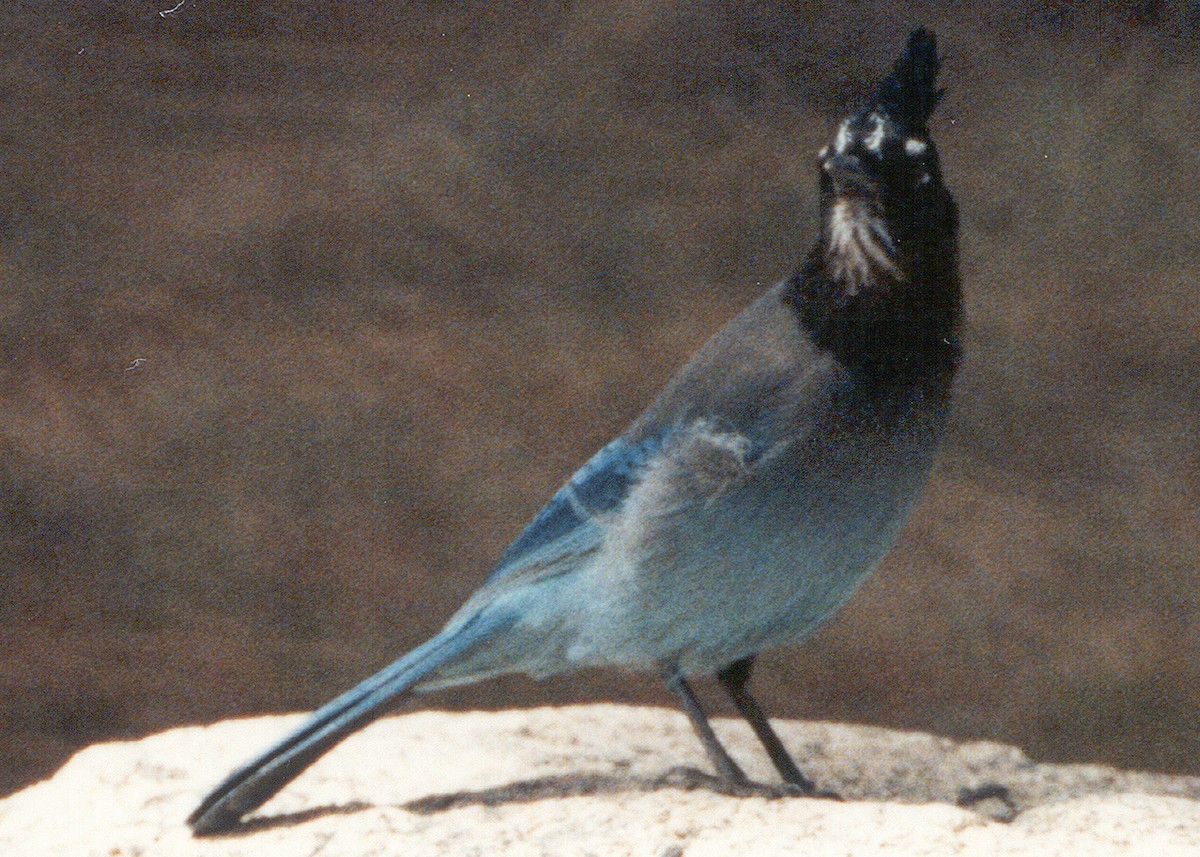 Steller's Jay - ML638920518