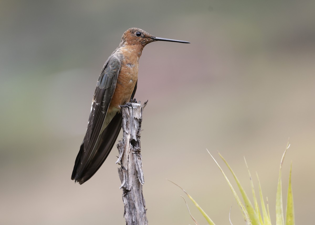 Riesenkolibri - ML638920524