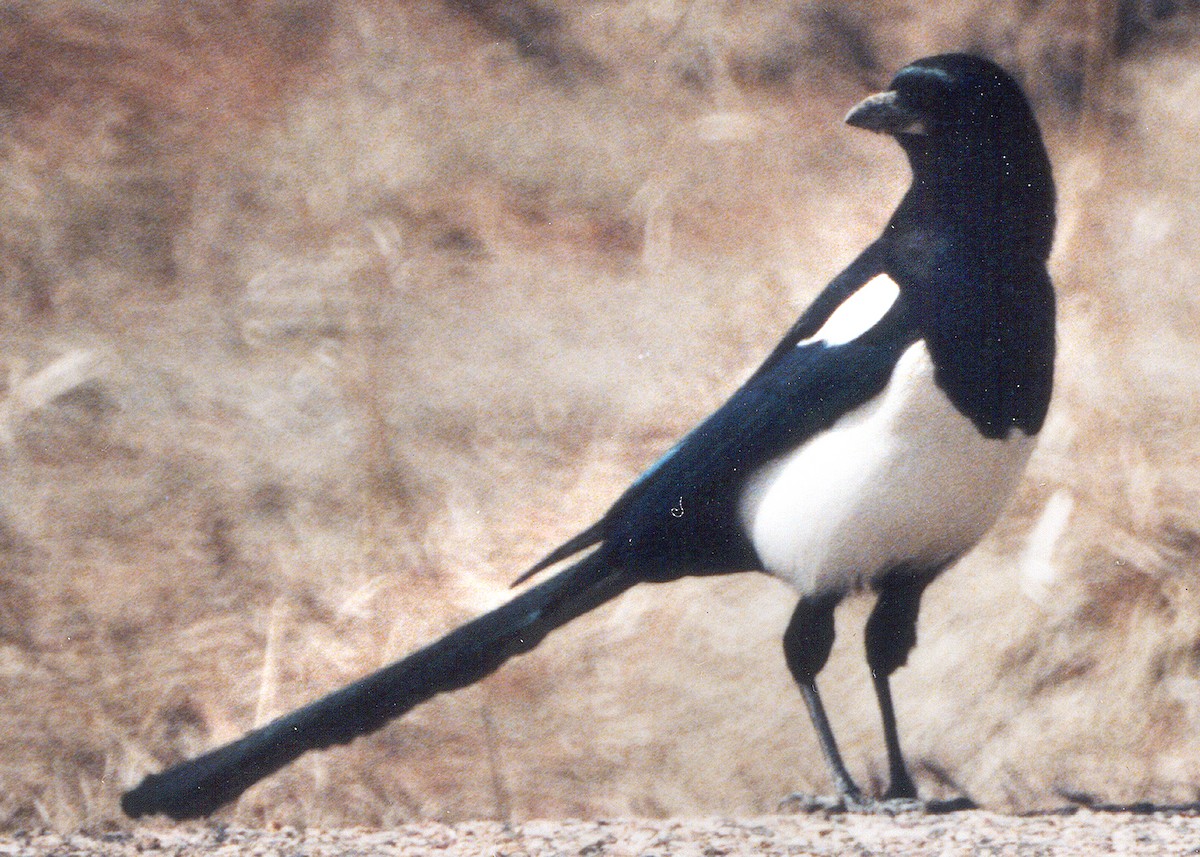 Black-billed Magpie - ML638920525