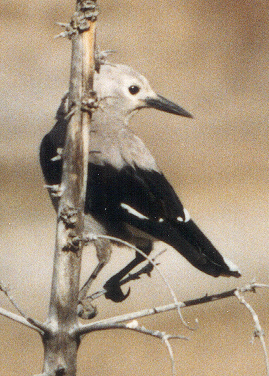 Clark's Nutcracker - ML638920529