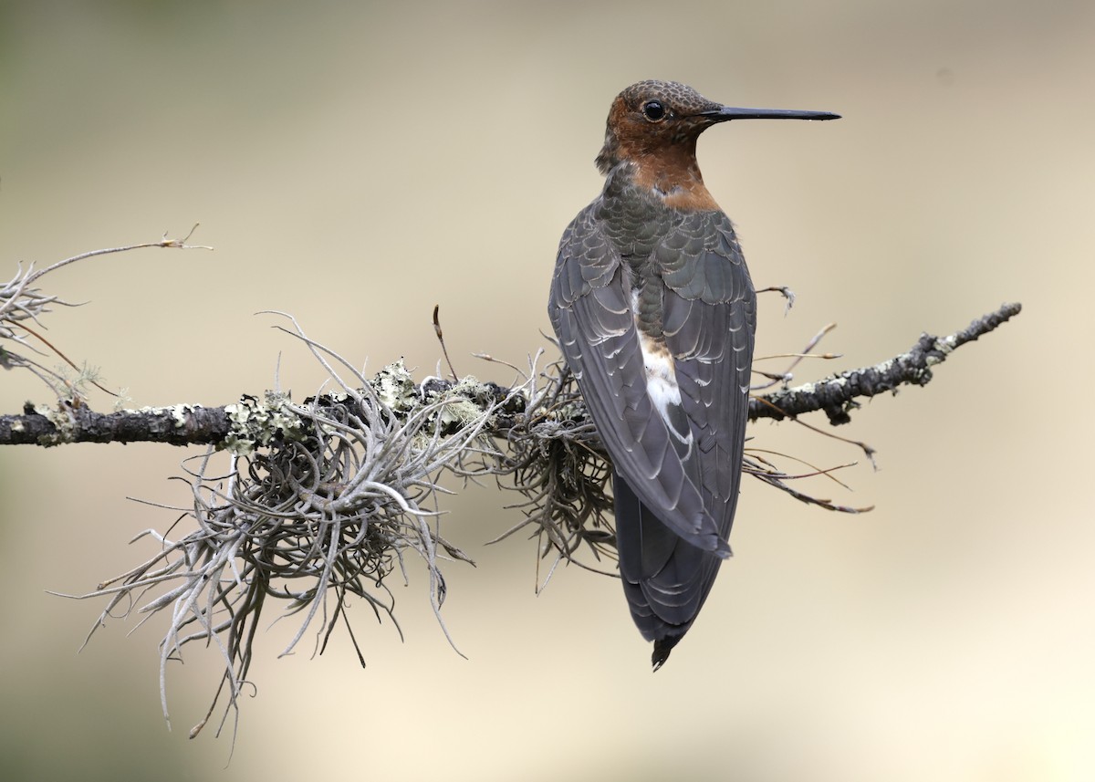 Riesenkolibri - ML638920534