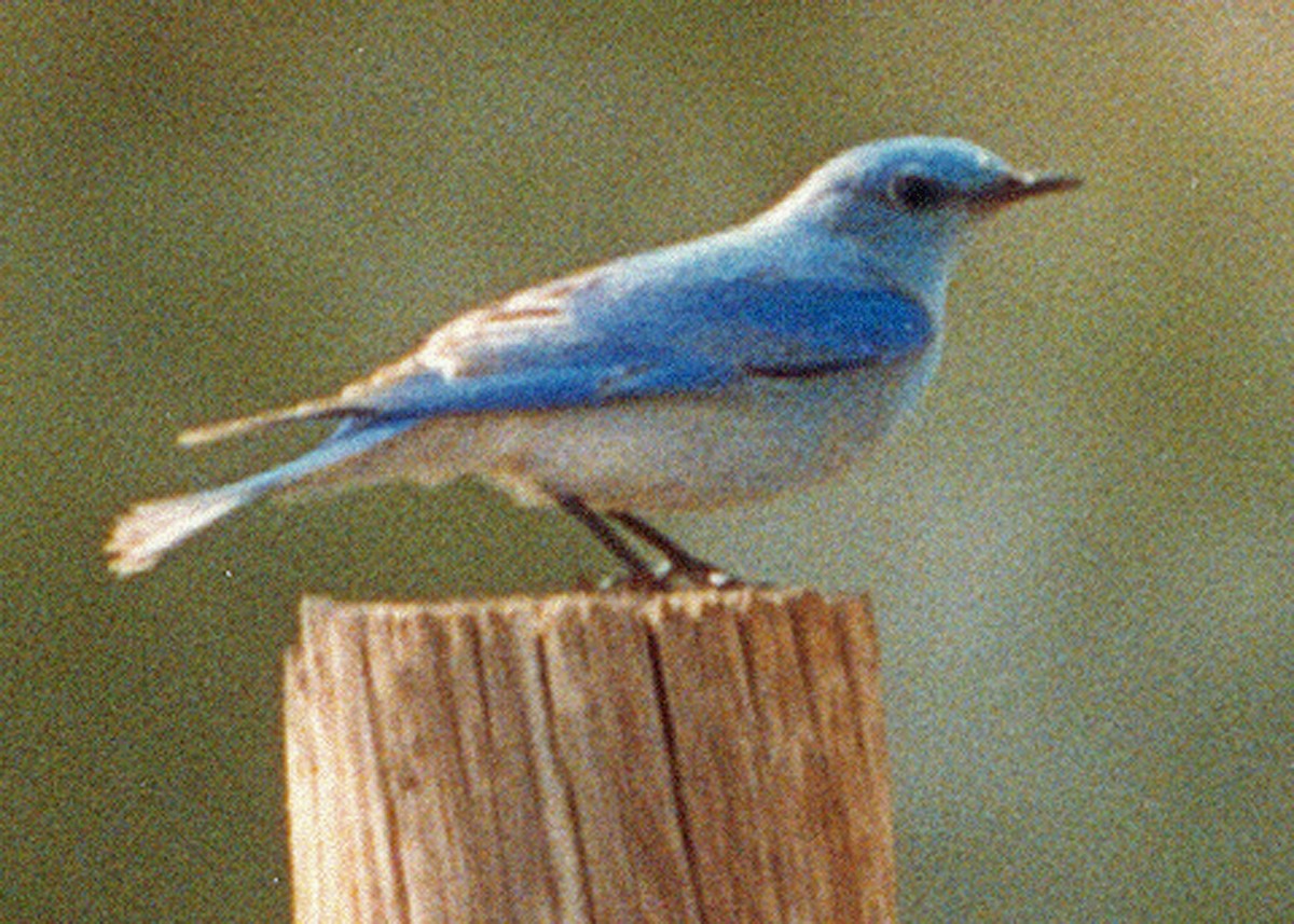 Mountain Bluebird - ML638920544