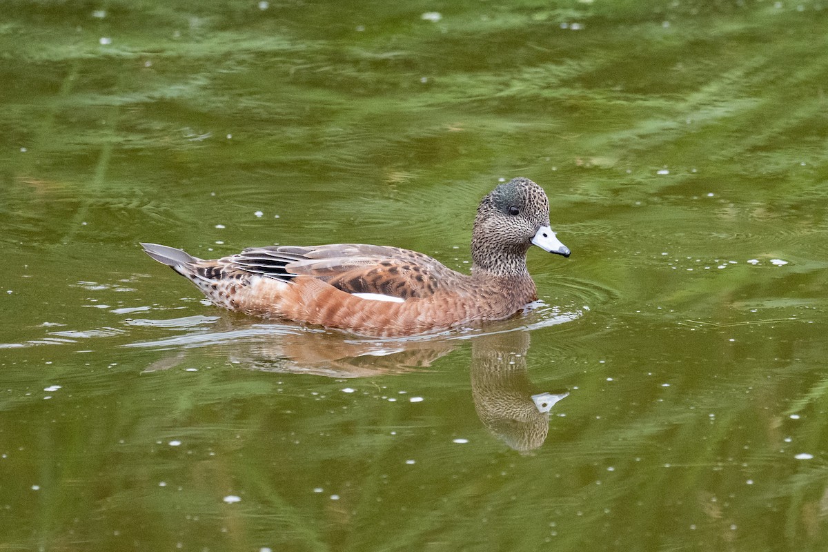 American Wigeon - ML638920559