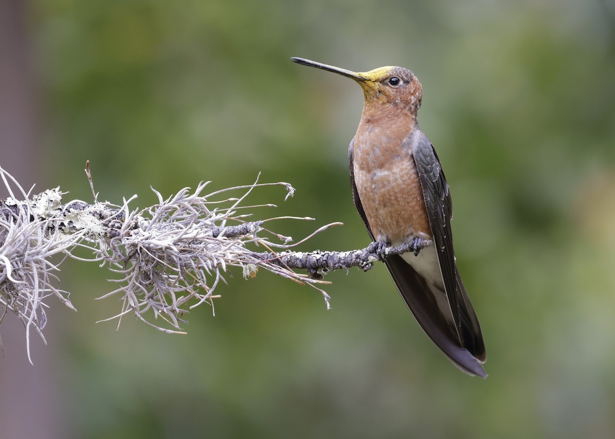 Riesenkolibri - ML638920560