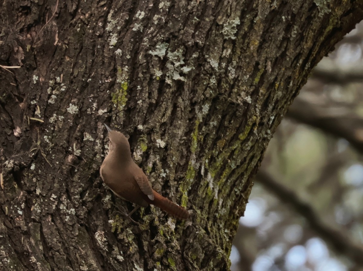 Southern House Wren - ML638920567