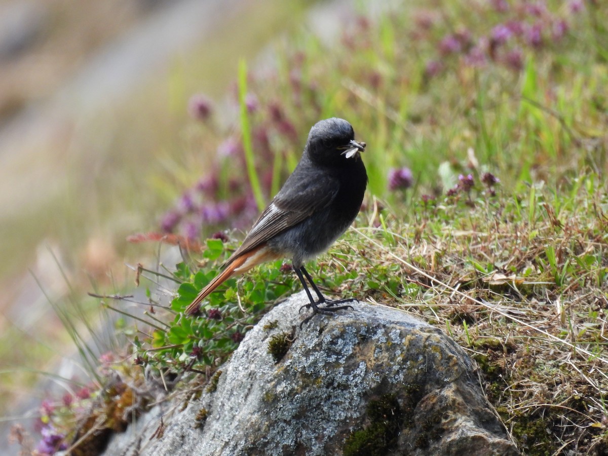 Rougequeue noir - ML638920576