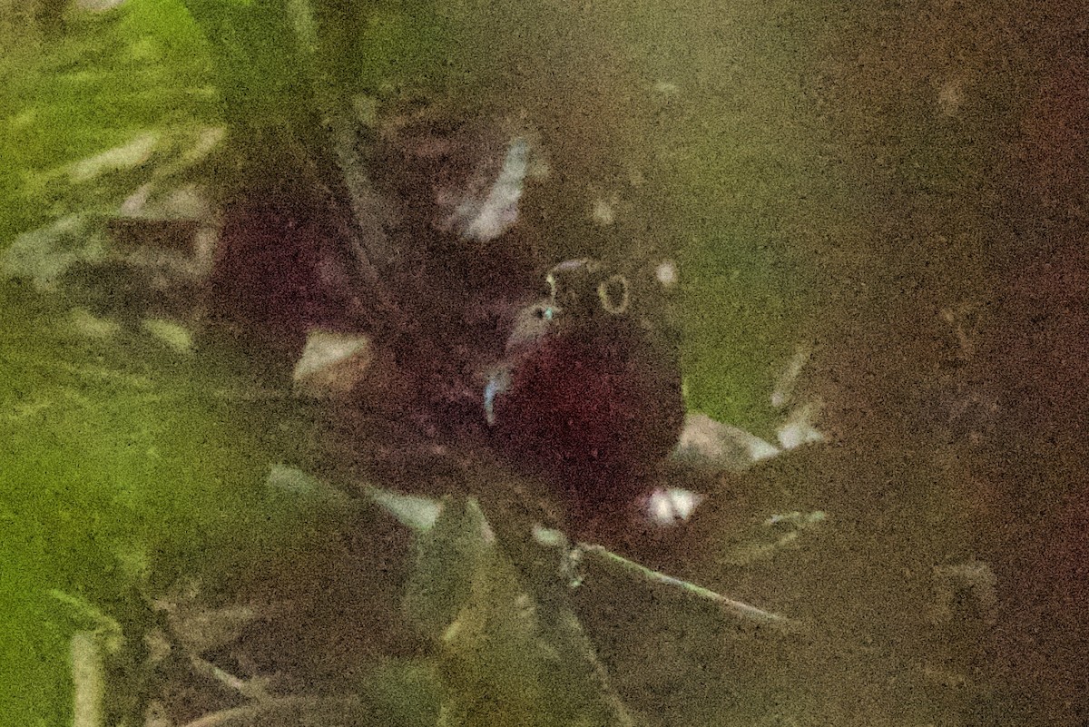 Harlequin Antbird - ML638920578