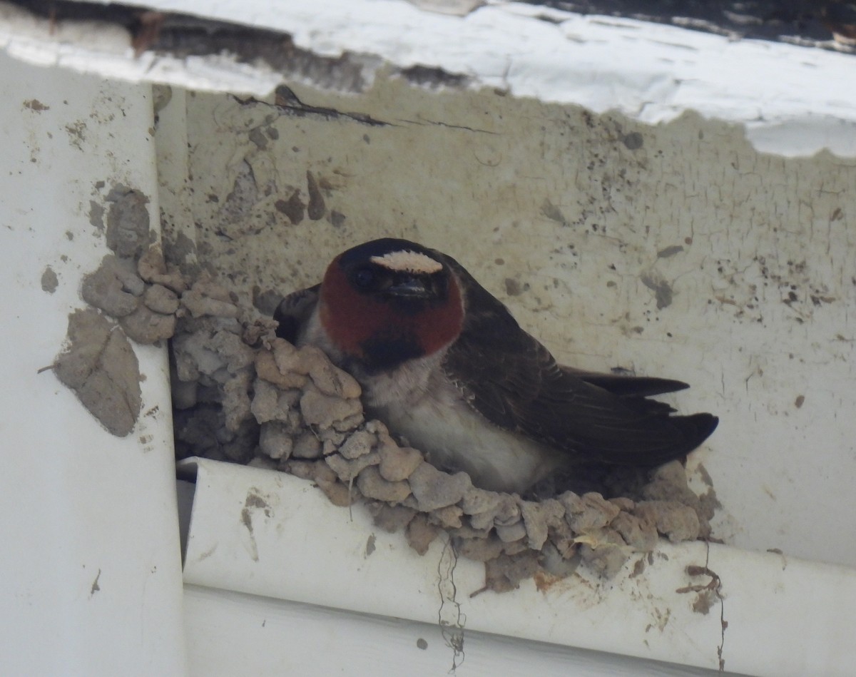 Cliff Swallow - ML638920627