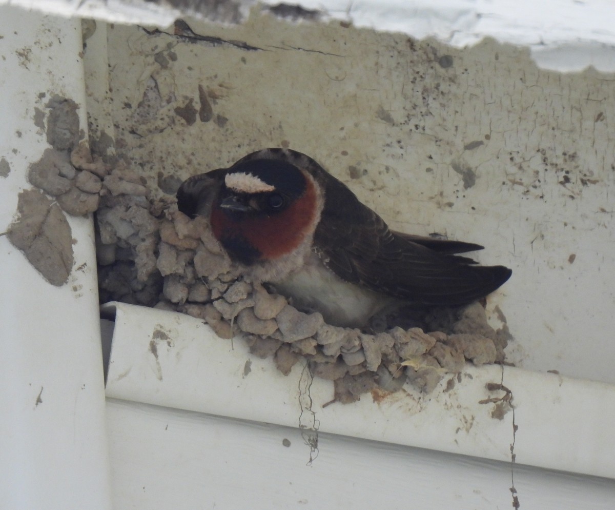 Cliff Swallow - ML638920628