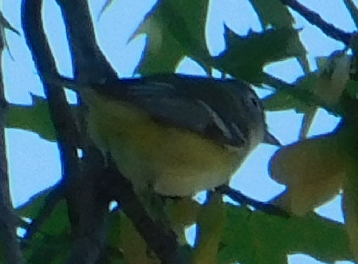 Blue-headed Vireo - ML638920631