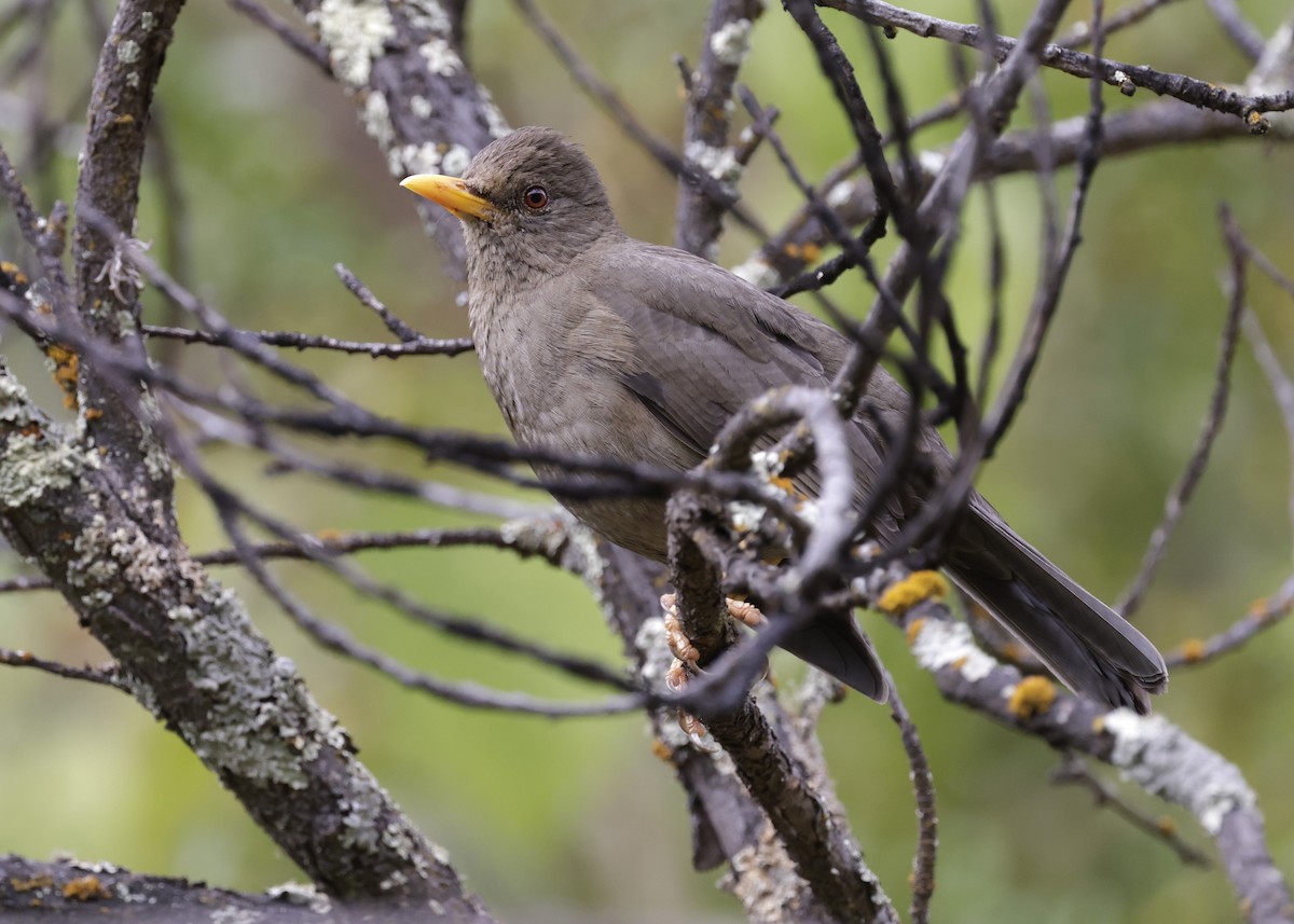 Chiguanco Thrush - ML638920638