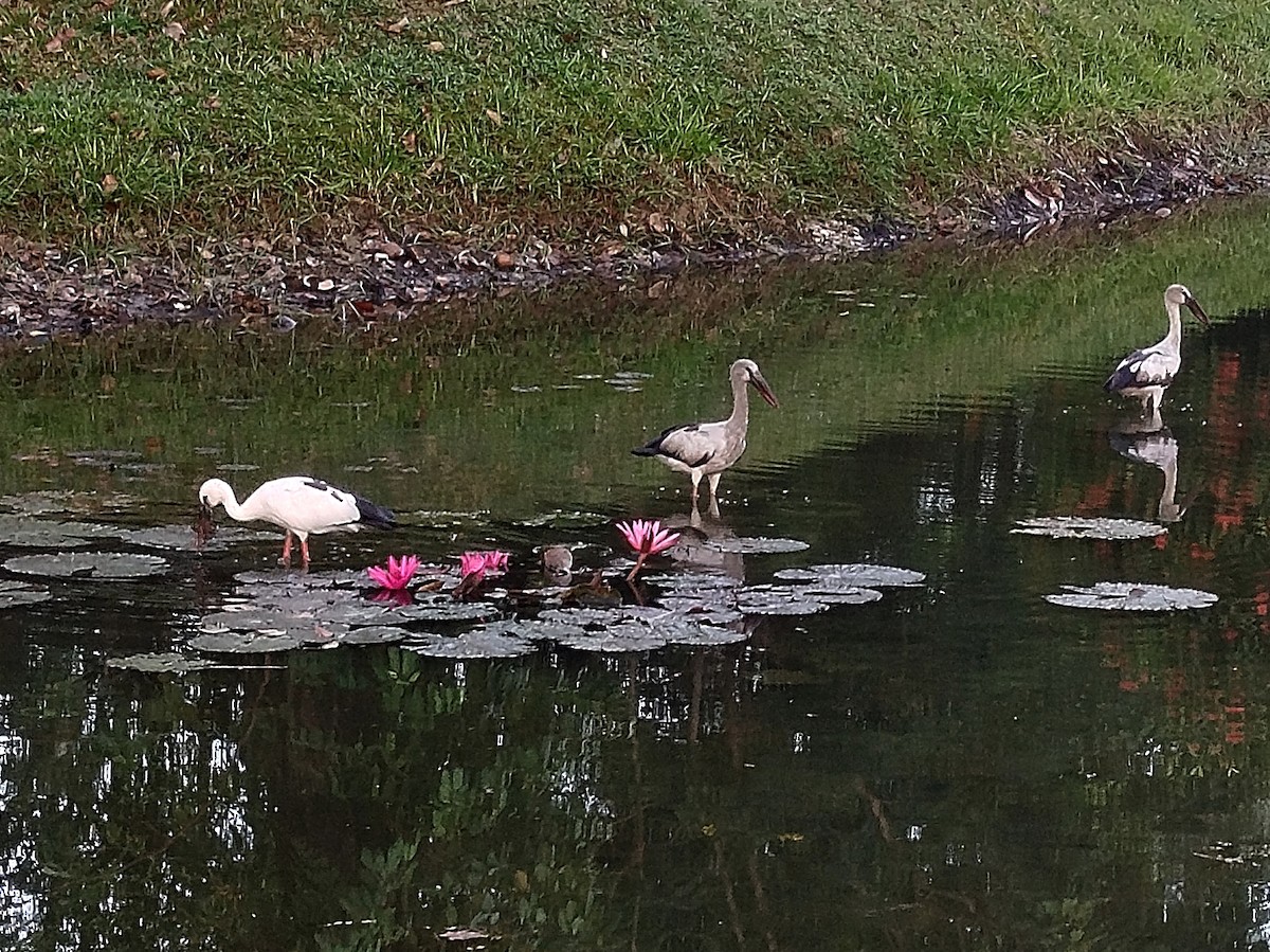 Asian Openbill - ML638920642