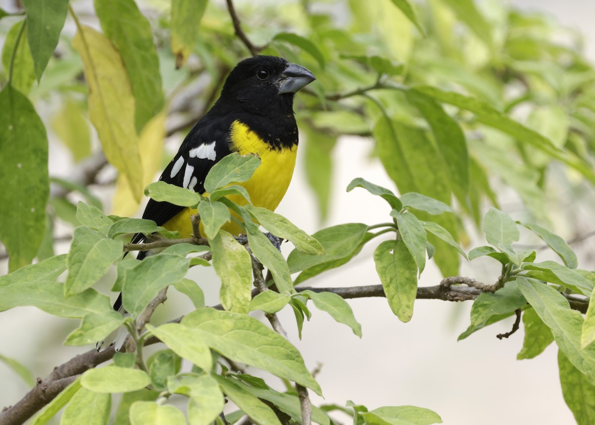 Black-backed Grosbeak - ML638920656