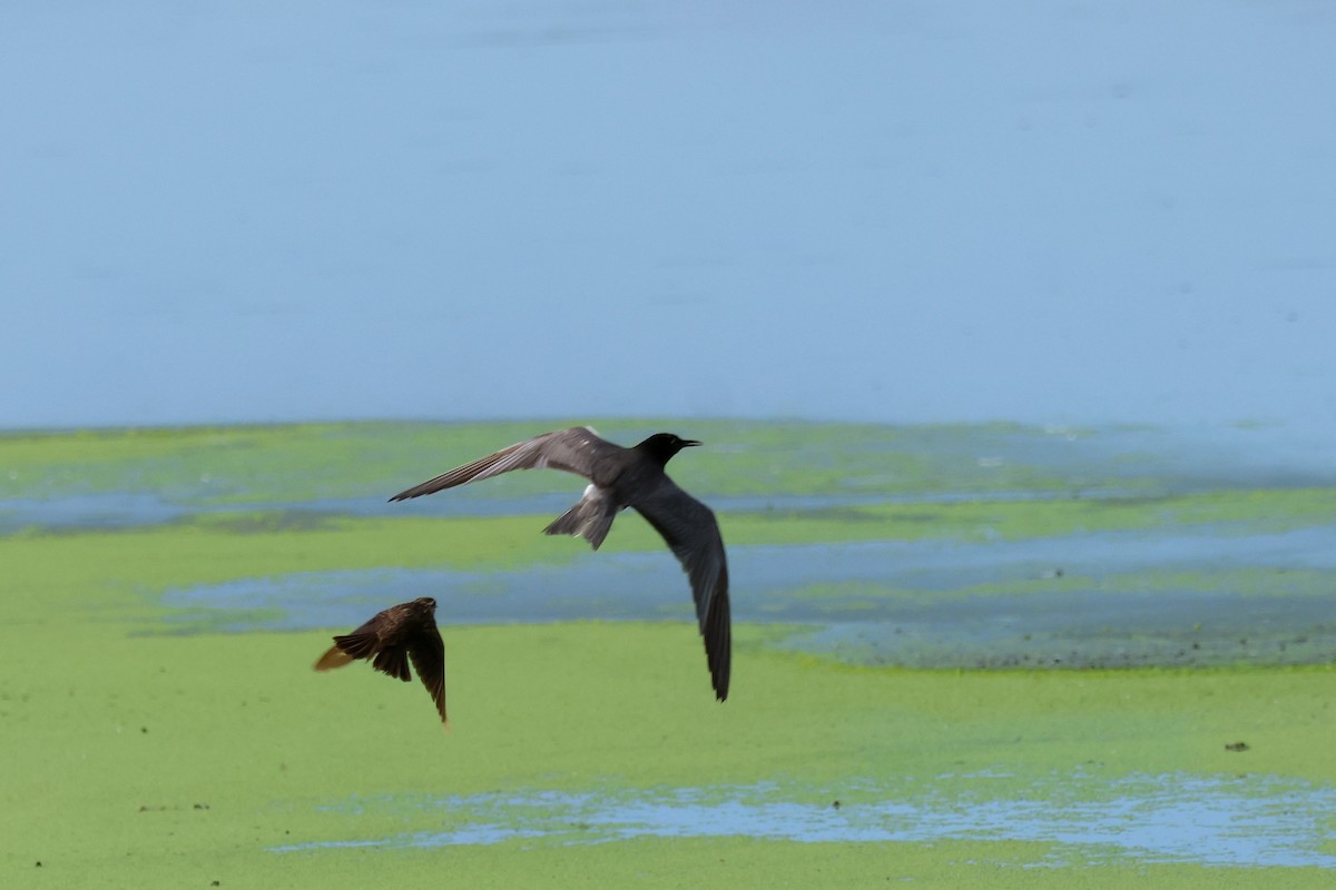 Black Tern - ML638920663