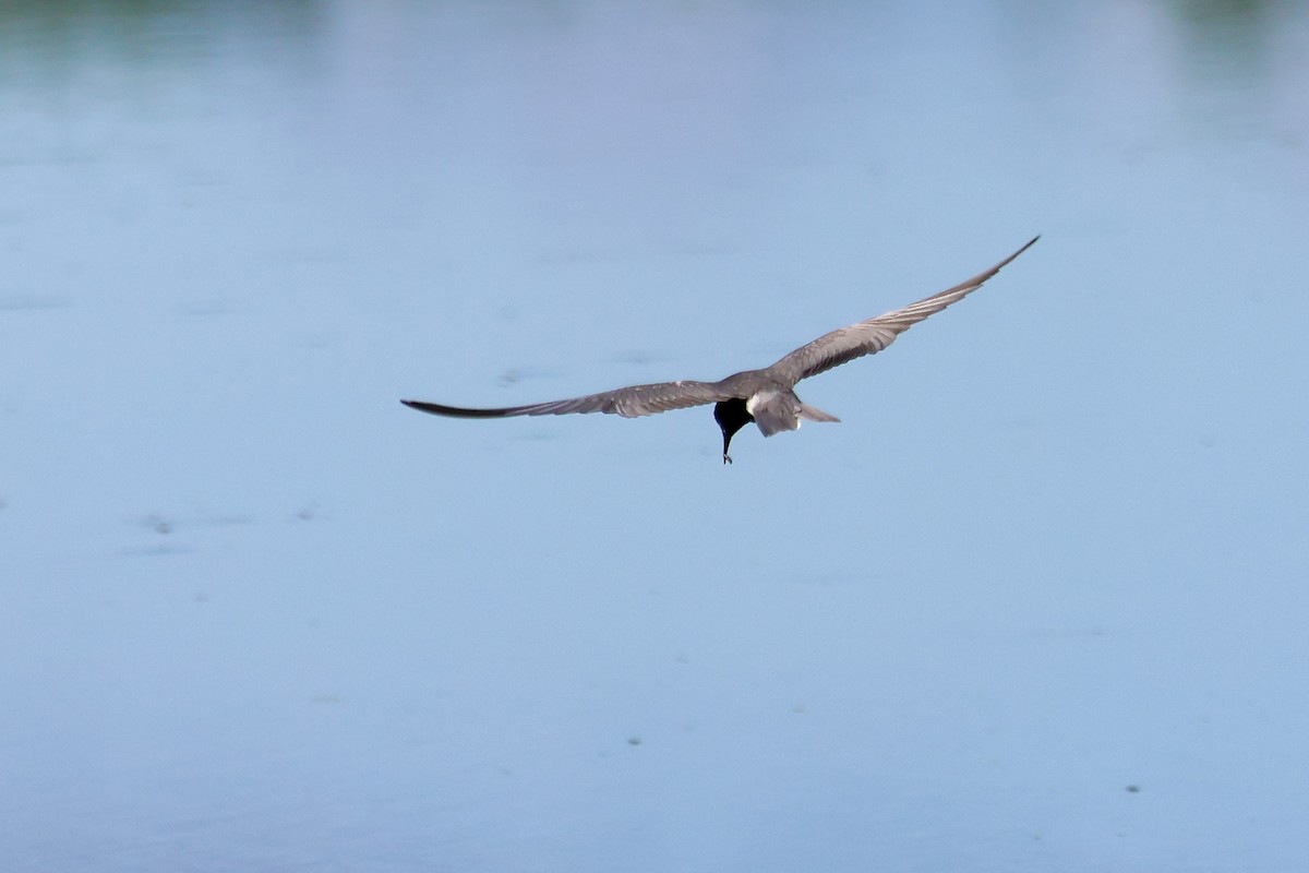 Black Tern - ML638920665