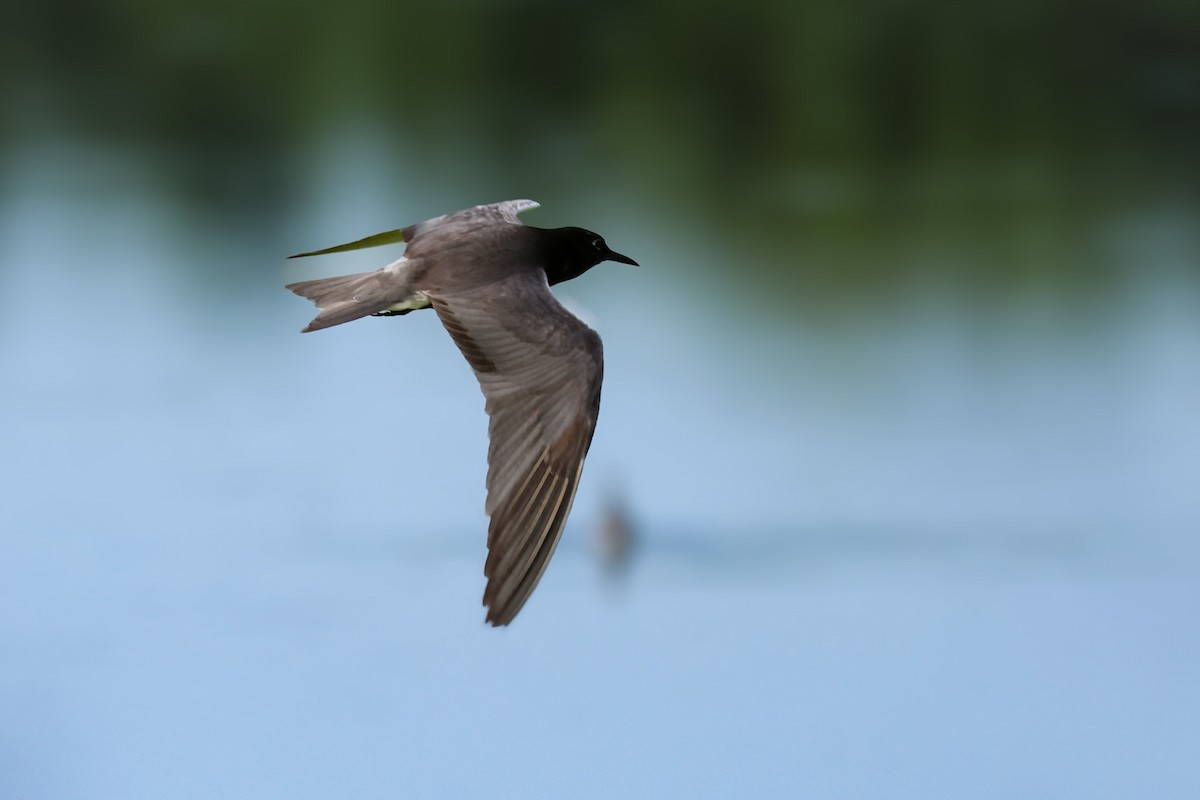 Black Tern - ML638920666