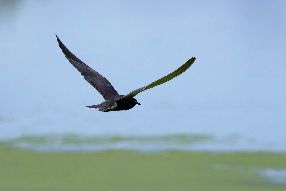 Black Tern - ML638920667