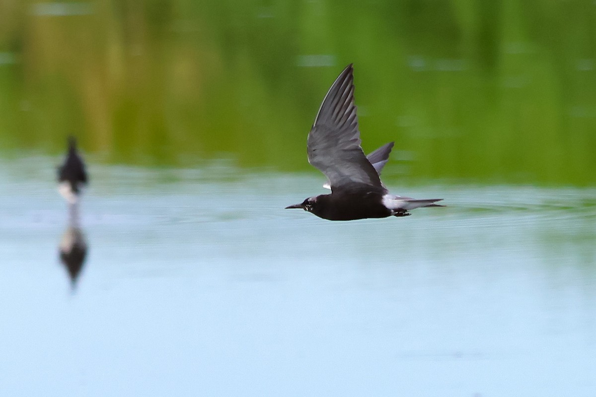 Black Tern - ML638920668