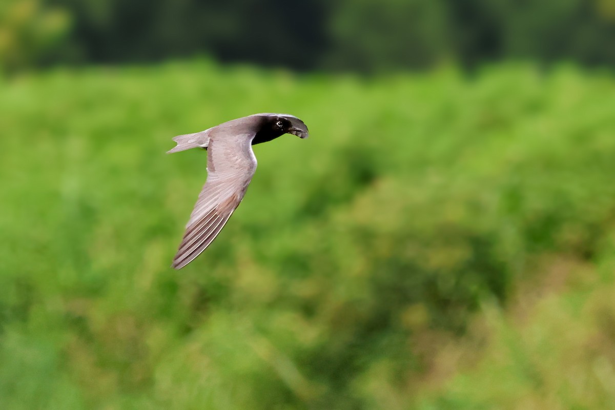 Black Tern - ML638920670