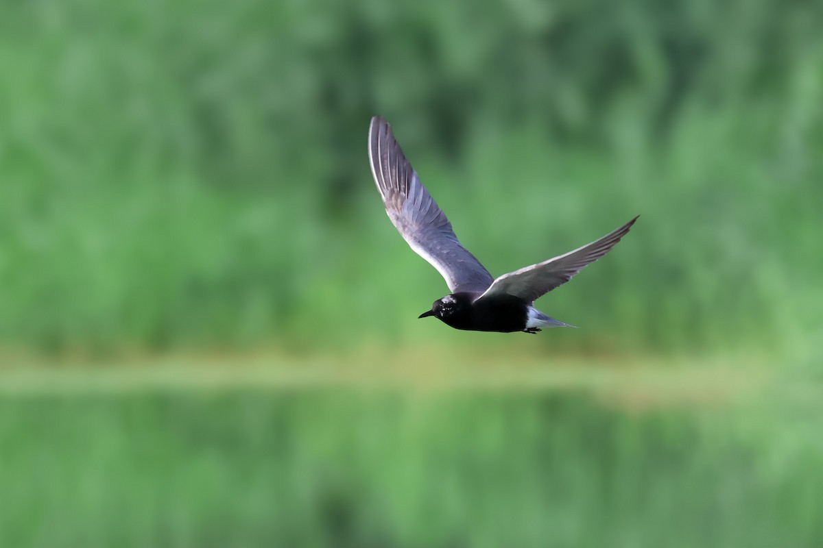 Black Tern - ML638920671