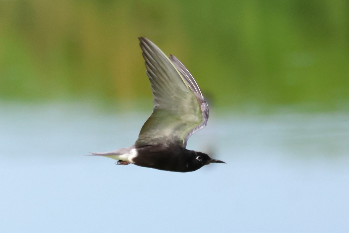 Black Tern - ML638920672