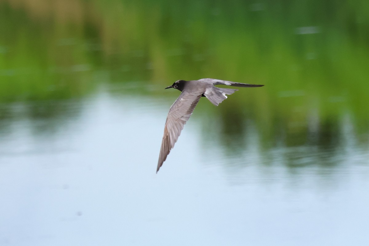 Black Tern - ML638920673