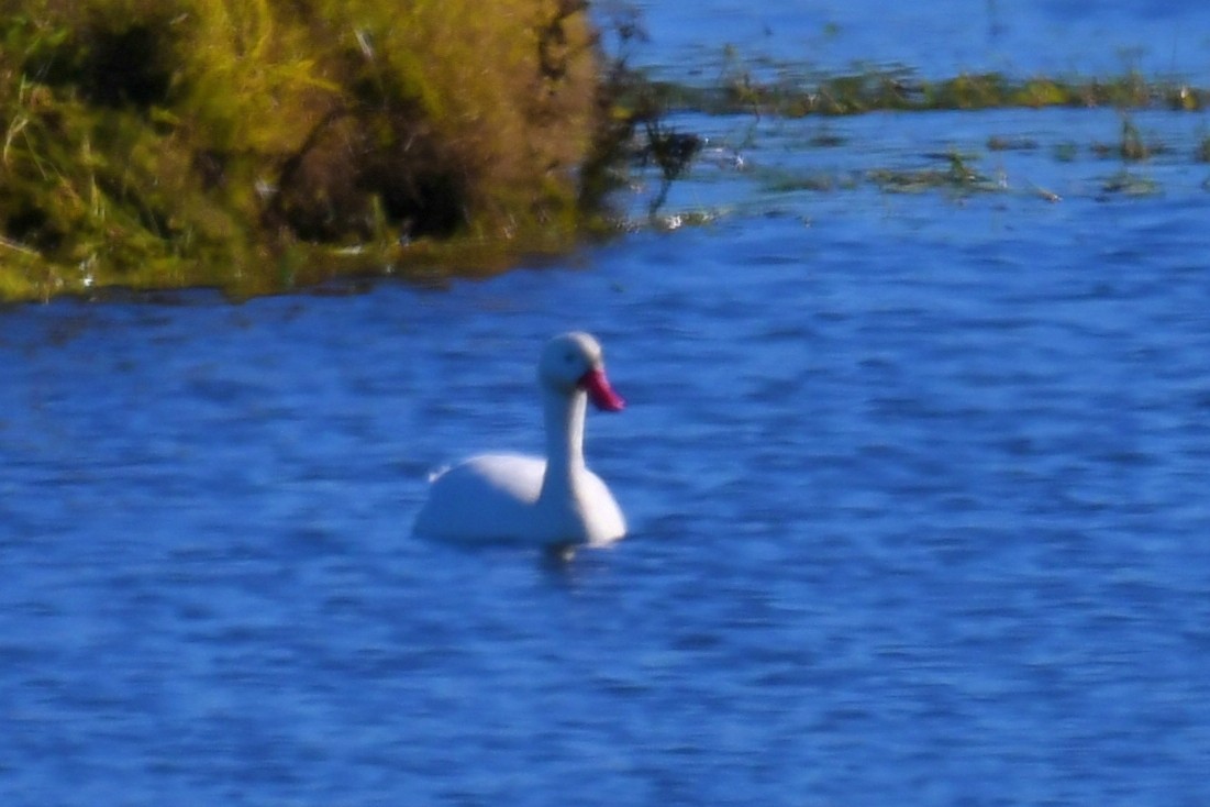 Coscoroba Swan - ML638920675
