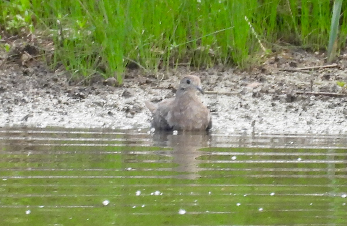 Mourning Dove - ML638920689