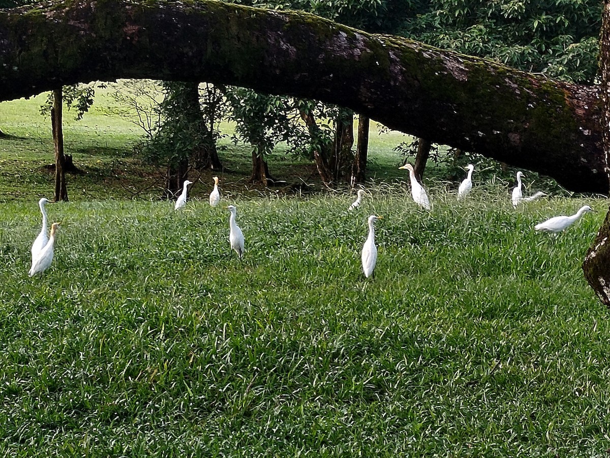 Eastern Cattle-Egret - ML638920692