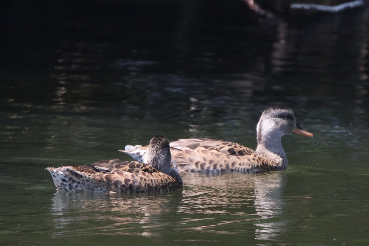 Gadwall - ML638920699
